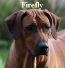Firefly of Mombasa