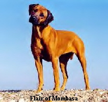 Flair of Mombasa