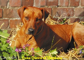 Oana Queen of Mombasa