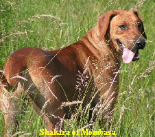 Shakira of Mombasa