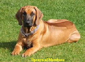Upenyu of Mombasa