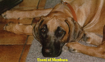 Usoni of Mombasa