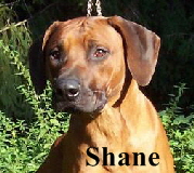 Shane v.d. lange Vos