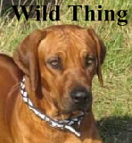 Wild Thing 