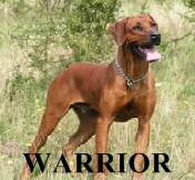 ROTTZRIDGE CELTIC WARRIOR